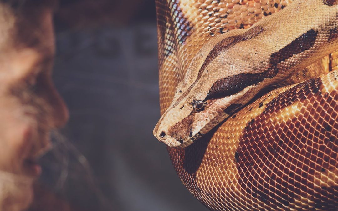 Python Spirit Attacks Your Voice