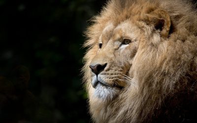 The Lion of Judah Roars: A Prophetic Call to Awaken the Warriors